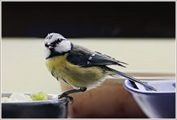 Mésange bleue